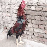 خروس لاری|حیوانات مزرعه|نقده, |دیوار