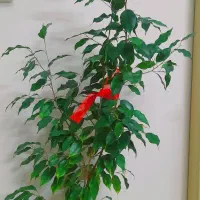 گل طبیعی و خانگی|گل و گیاه طبیعی|نیشابور, شهرک بسیج|دیوار