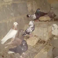 کفتر بهبهانی|پرنده|مرودشت, رامجرد یک|دیوار