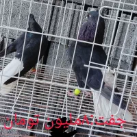 دم سفید|پرنده|اهواز, فرهنگ شهر|دیوار