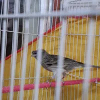 قناری اگات نر