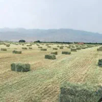 فروش یونجه