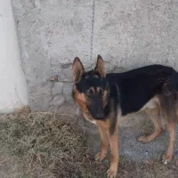 سگ ژرمن نر