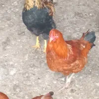 خروس|حیوانات مزرعه|علی‌آباد کتول, |دیوار