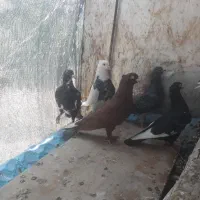 تعدادی کبوتر پلاکی و بهبهونی
