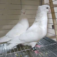 کبوتر چشم سفید اراکی