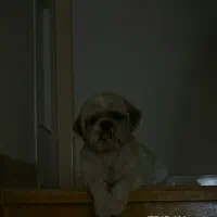 سگ واگذاری|سگ|شاهینشهر, بوستان حافظ|دیوار