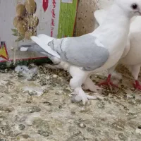 پشت آبی نر