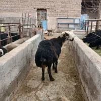 فوچ کله سفید عروسک|حیوانات مزرعه|لیلان, |دیوار