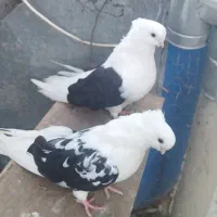 فروش کبوتر دوکت جم