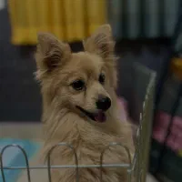 پامر روباهی|سگ|خرم‌آباد, |دیوار