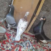 کفتر قره جلک سار