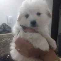 سگ واگذاری|سگ|کرمان, |دیوار