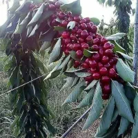 نهال آلبالو مجار پربار اصل پاشاپور