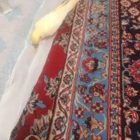 عروس هلندی گم شده