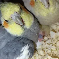 خانواده جذاب