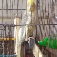 عروس هلندی
