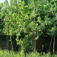 میراث ماندگار برای نسل آینده|فروش خانه و ویلا|تهران, عبدل‌آباد|دیوار