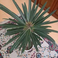 گل نخل ماداگاسکار