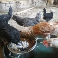 تعدادی مرغ وخروس زینتی|حیوانات مزرعه|یزد, |دیوار