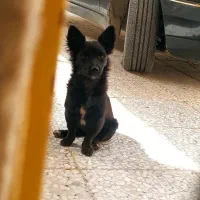 واگذاری سگ پاکوتاه