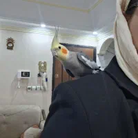 عروس هلندی نر کاملا سالم نزدیک دوسالشه|پرنده|تهران, منیریه|دیوار