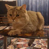 فروش گربه|گربه|کردکوی, |دیوار