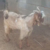 دوتا بیگ|حیوانات مزرعه|شوشتر, |دیوار