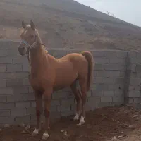 نریون عرب وارداتی . مدارک دار