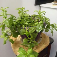 همه ی گلام دونه ای ۳۰۰