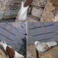 کبوتر پرشی و ساده