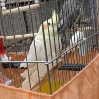 عروس هلندی|پرنده|مسجد سلیمان, |دیوار