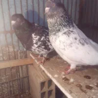 کله سبز|پرنده|تربت‌حیدریه, قائم|دیوار