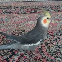 عروس هلندی