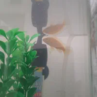 ماهی سیچیلاید|ماهی|شاهرود, |دیوار