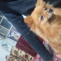 سگ پامر روباهی