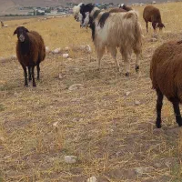 یک عده بوز نر دوسال اصل پاکستان|حیوانات مزرعه|سرعین, |دیوار