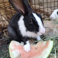 دو عدد خرگوش ماده