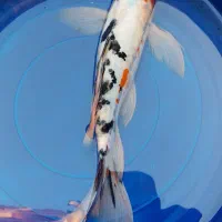 ماهی کوی از ریز تا مولد|ماهی|اصفهان, کارلادان|دیوار