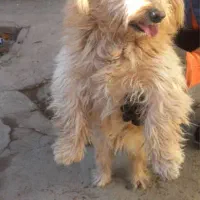 پاکوتاه شیتزو