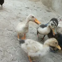 اردک بزرگ وکوچک