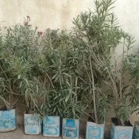 گل خرزهره دونه ای 1 میلیون تومان