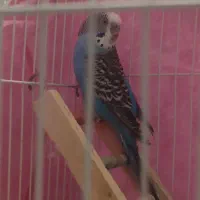 جفت مرغ عشق بالغ