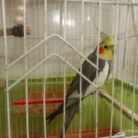 عروس هلندی نر|پرنده|دماوند, دماوند|دیوار