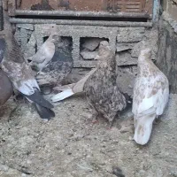 کله ای|پرنده|امیدیه, |دیوار