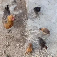 مرغ تخمگذار محلی با ۴ عدد جوجه