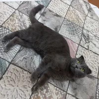 گربه جفت گیری نر|گربه|باسمنج, |دیوار