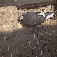 نر ابلغ پرشی