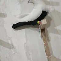 دم سیاه و دم سبز و دم قهوی