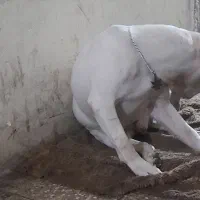 پیتبول|سگ|اسلام‌شهر, شهرک توحید|دیوار